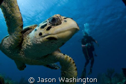 Another curious turtle.. by Jason Washington 